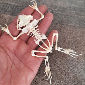 Może przedstawiać: Szczegółowy widok szkieletu żaby, ukazujący skomplikowaną strukturę kostną. Szkielet jest w jasnobeżowym kolorze, z widocznymi żebrami, czaszką i kośćmi kończyn. Szkielet żaby trzymany jest w dłoni, na neutralnym tle.