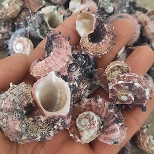 Puede incluir: Una colección de conchas marinas variadas, mostrando una gama de colores que van del rosa claro al marrón oscuro. Las conchas tienen patrones en espiral y superficies texturizadas, algunas con interiores blancos. La imagen resalta la belleza natural y diversidad de las conchas.