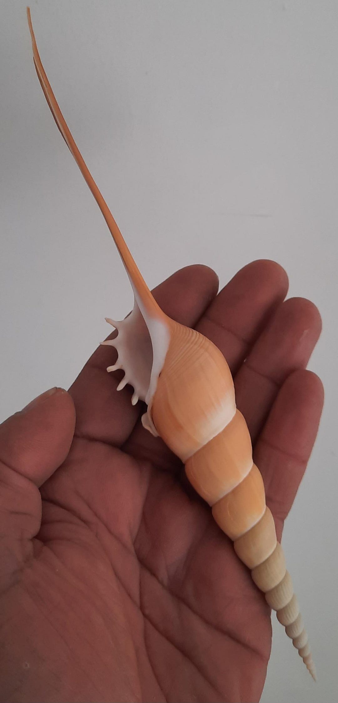 Shell: Tibia Fusus From the Philippines - Etsy UK