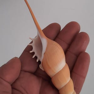 May include: A spiral-shaped seashell with a long, slender extension. The shell has a gradient of colors, transitioning from a light beige at the tip to a peach hue. The shell is held in a hand against a white background.