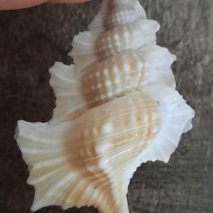 Concha: Apollo perca