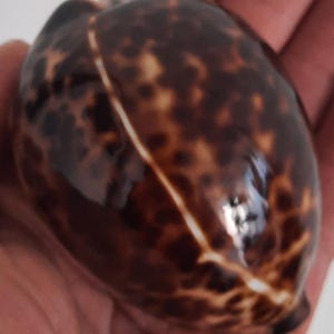 Muschel: Schwarze Cypraea Tigris #3