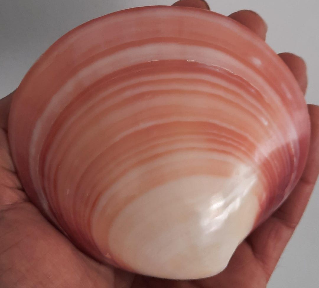 Seashell: Codakia Tigrina #2 - Etsy