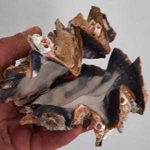 Shellfish, oyster: superb Zig Zag oyster
