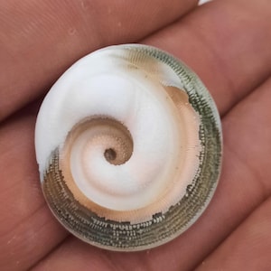May include: A circular sea shell operculum featuring a spiral pattern that transitions from a smooth white center to a textured tan ring, surrounded by a translucent outer edge with fine, dark green radial striations and a detailed pattern.
