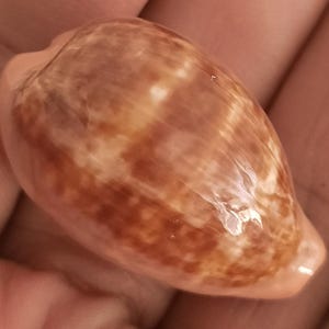 Pode incluir: Uma concha polida em forma de cone com uma superfície lisa e brilhante. A concha exibe uma mistura de cores marrom quente e creme, com marcas marrons mais escuras. A forma da concha é alongada e afilada, com um ápice arredondado.