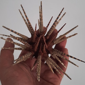 Può includere: Un esemplare di riccio di mare essiccato caratterizzato da un corpo centrale sferico con numerose spine lunghe e radianti. Le spine sono color marrone chiaro e scuro con distinti motivi a bande orizzontali, che si estendono dal nucleo testurizzato.