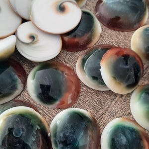 Può includere: Una collezione di conchiglie occhio di shiva circolari, ognuna caratterizzata da una superficie liscia e lucida con un distinto motivo a spirale. Le conchiglie mostrano una sfumatura di colori, passando da un centro bianco crema a toni profondi di verde e marrone.