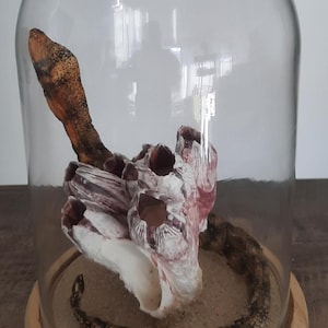 May include: A decorative glass cloche with a wooden base, showcasing a preserved sea creature and coral. The display features a detailed, textured snake-like form and a cluster of barnacles, all set on a bed of sand.