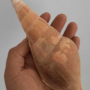 Könnte beinhalten: Eine große, hellbraune Muschel mit einer spiralförmigen Form, die in einer Hand gehalten wird. Die Schale hat ein glattes, poliertes Aussehen mit einem Farbverlauf, von hellem Creme an der Spitze bis zu dunklerem Braun an der Basis. Die Muschel ist etwa 20 cm lang.