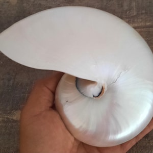 Shell: Half of pearly nautilus #2