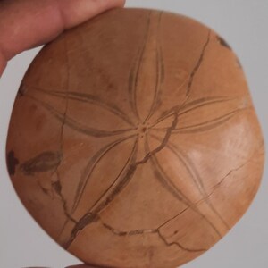 May include: A tan, round sand dollar fossil with a star-like pattern etched on its surface. The fossil has dark brown lines and cracks, and is held by a person's hand.