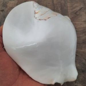 Könnte beinhalten: Eine große, glatte, weiße Muschel mit glänzender Oberfläche. Die Muschel hat eine geschwungene, abgerundete Form mit dezenten, unregelmäßigen braunen Markierungen am oberen Rand und einer kleinen, eingekerbten Öffnung an der Unterseite.