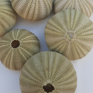 Peut inclure: Six oursins beiges avec une texture piquante et un trou au centre. Les oursins sont disposés en cercle sur une surface blanche.