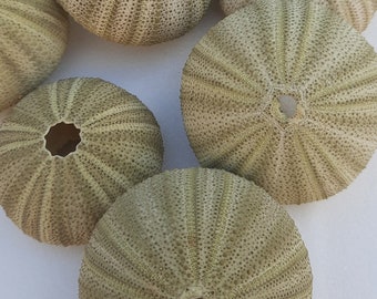 Concha, erizo de mar: conjunto de 3 erizos de mar verdes