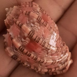 Peut inclure: Gros plan sur un coquillage en spirale. La coquille présente une teinte orangée rosée avec des rayures marron foncé et des motifs blancs. La surface de la coquille est texturée et brillante.