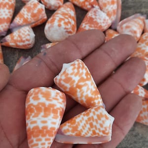 Puede incluir: Una colección de conchas cónicas que presentan una base blanca con un patrón geométrico naranja repetitivo. Las conchas tienen forma cónica con una textura suave y pulida. Varias conchas individuales se muestran juntas, exhibiendo las marcas manchadas de color naranja y blanco consistentes en sus superficies.