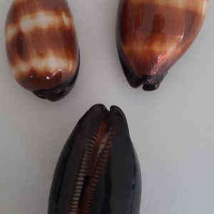 Peut inclure: Trois coquillages, l'un à rayures brunes et blanches, l'autre à rayures noires et brunes, et le dernier avec un motif marbré noir et brun.