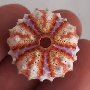 Muschel, Seeigel: Test des Coelopleurus-Seeigels aus Neukaledonien