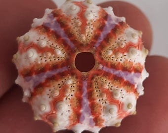 Sea Urchin Coelopleurus Exquisitus 28 Mm - Rare Marine Specimen