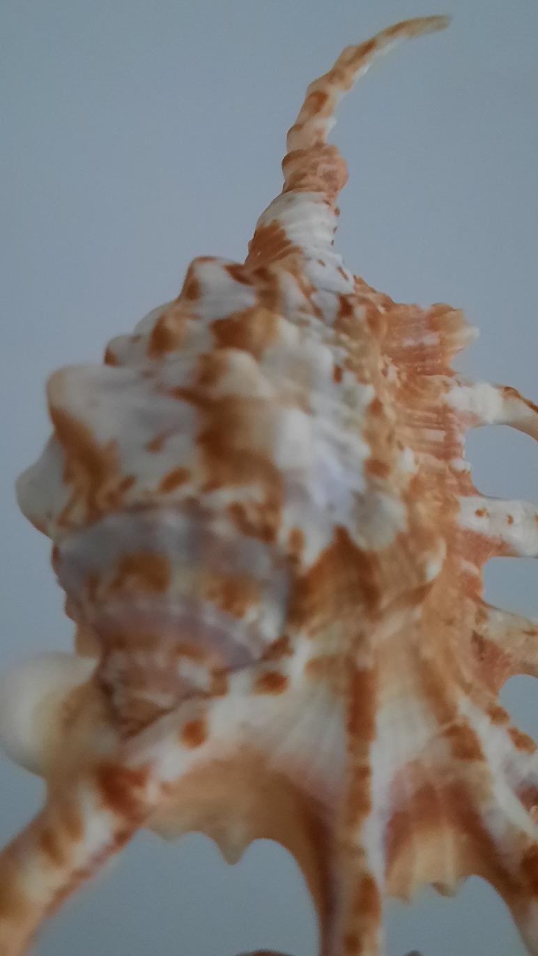 貝殻 Maurea Muriellae 貝殻 Maurea Muriellae 貝殻 Melapium Elatum 深海の形 貝殻