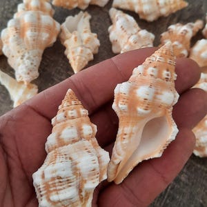 Op de afbeelding: Een verzameling schelpen met een spiraalvorm en een mix van witte en bruine kleuren. De schelpen zijn van verschillende groottes en worden getoond op een houten oppervlak. Twee schelpen worden in een hand gehouden.