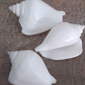 Peut inclure: Trois coquillages blancs de tailles et de formes différentes. Les coquillages sont lisses et ont une finition brillante.