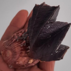 Puede incluir: Primer plano de un objeto en forma de abanico de color púrpura oscuro con una superficie texturizada, apoyado sobre una concha rosa y marrón. La concha tiene una textura acanalada. El fondo es blanco liso.