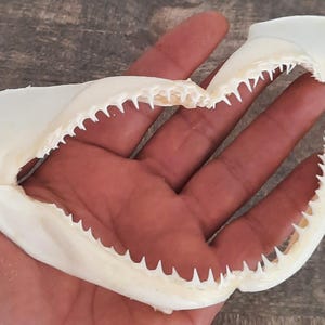 Requin Spinner Taxidermie de la mâchoire - Carcharhinus
