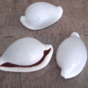 Skaldjur: set med 3 fröämnen