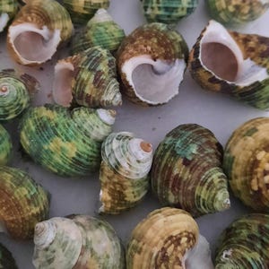 Puede incluir: Una colección de conchas marinas con forma de espiral y una mezcla de tonos verdes, marrones y amarillos. Las conchas tienen una textura suave y brillante y un interior blanco. Estas conchas naturales son ideales para la decoración o manualidades.