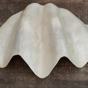 May include: A large, off-white clam shell with a textured surface. The shell has a wavy, scalloped edge and is displayed on a dark, wooden surface. The shell's interior has subtle colour variations.