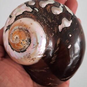 Op de afbeelding: Een grote, gepolijste zeeschelp met een spiraalpatroon. De schelp heeft een mix van bruine, witte en iriserende kleuren, met een parelmoerglans. Het oppervlak van de schelp is glad en reflecterend en toont natuurlijke texturen.