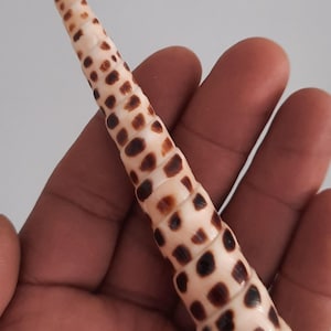 Peut inclure: Un coquillage long et crème avec des taches brun foncé. La coquille, tenue dans une main, présente une forme en spirale et un motif unique. Elle se termine en pointe, soulignant son design naturel.