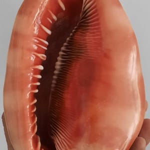 Pode incluir: Uma concha grande e brilhante, cor de pêssego, com um interior vermelho-alaranjado profundo. A abertura da concha revela uma superfície texturizada com finas ranhuras e uma fileira de pequenas estruturas brancas em forma de dentes ao longo da borda. A concha é segurada em uma mão.