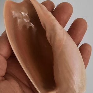 Peut inclure: Un coquillage lisse de couleur beige clair avec une forme incurvée et allongée et une surface intérieure brillante. Le coquillage présente une pointe effilée à une extrémité et une large ouverture révélant une texture polie brun clair.