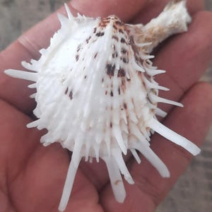 Op de afbeelding: Een witte zeeschelp met talloze scherpe, langwerpige stekels die vanaf het oppervlak uitstralen. De schelp heeft een getextureerde, geribbelde structuur met bruine, gevlekte markeringen die geconcentreerd zijn bij het scharnier en de randen.
