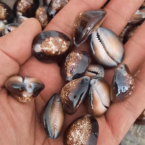 Op de afbeelding: Een verzameling gepolijste schelpen in bruine en bruinachtige tinten, vastgehouden in een hand. De schelpen vertonen natuurlijke patronen en texturen, sommige tonen hun openingen. De schelpen variëren in grootte en vorm.