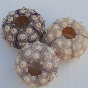 Peut inclure: Trois oursins de mer, l'un avec un motif brun foncé et blanc, et deux avec un motif brun clair et blanc. Les oursins de mer sont tous fermés et ont une forme ronde.