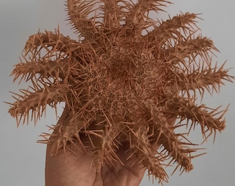 Curiosities, oddities: enormous crown-of-thorns starfish