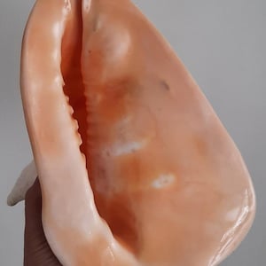 Puede incluir: Una gran concha de caracol de color melocotón con un exterior liso y brillante. La concha tiene una forma curva prominente con un borde dentado a lo largo de la abertura. El interior tiene un tono más claro y nacarado.