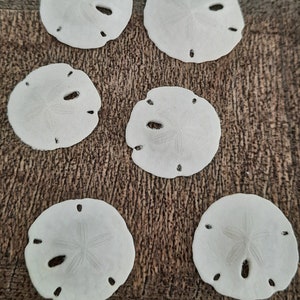 May include: Six white sand dollars on a brown textured surface. The sand dollars are all different sizes and shapes.