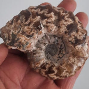 May include: A fossilized ammonite shell with a spiral pattern. The shell displays shades of brown, tan, and cream, with intricate details. The fossil is held in a hand, showcasing its size and texture. The ammonite is a natural, geological specimen.