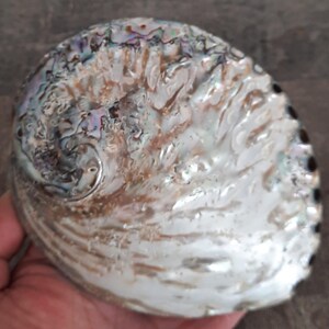 Coquillage ,abalone  : gros ormeau gris