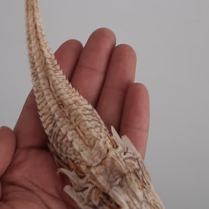 Op de afbeelding: Een gedroogde, beige viskop met een lange, stekelige rugvin en een textuur. De viskop wordt in de hand van een persoon gehouden tegen een effen achtergrond. Het lijkt een natuurlijk exemplaar.