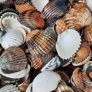 May include: A collection of various seashells, showcasing a range of colors from white to brown and black. The shells have textured surfaces and ribbed patterns, creating a natural and organic aesthetic. Ideal for coastal decor or craft projects.