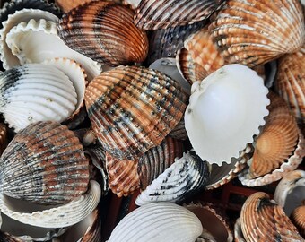 May include: A collection of various seashells, showcasing a range of colors from white to brown and black. The shells have textured surfaces and ribbed patterns, creating a natural and organic aesthetic. Ideal for coastal decor or craft projects.