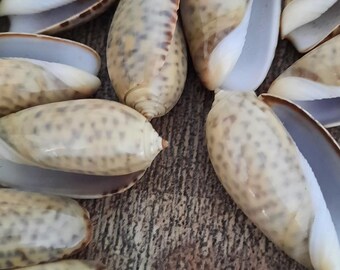 May include: A collection of small, white and brown seashells with a mottled pattern. The shells are open and have a pearly white interior.