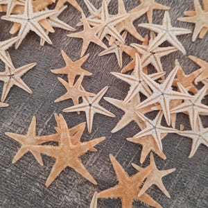 Peut inclure: Une collection d'étoiles de mer beiges de différentes tailles éparpillées sur une surface en bois texturée.