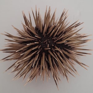 Può includere: Un riccio di mare marrone con molte spine affilate.